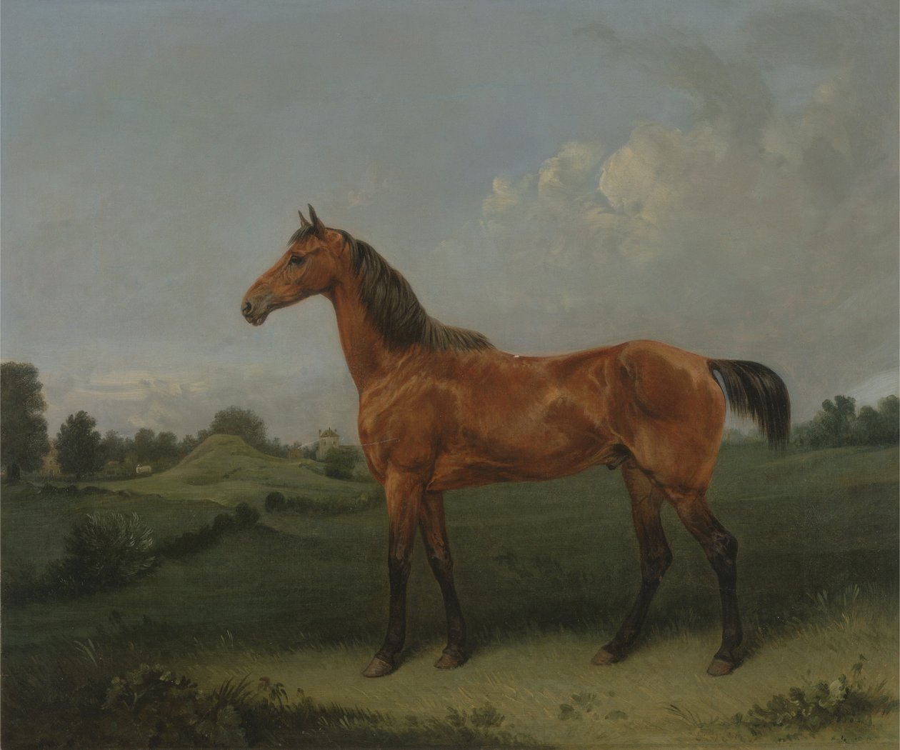 Gniady koń na polu (olej na płótnie) autorstwa Edmund Bristow