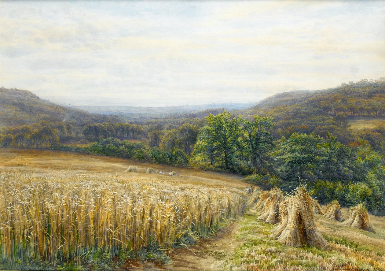 Żniwa w pobliżu Ashburton, 1884 (toaleta i gwasz na papierze) autorstwa Edmund George Warren