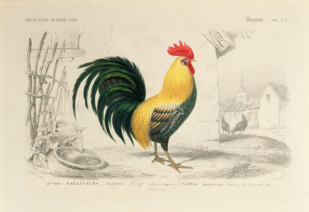 Kogut domowy, ilustracja z „Dictionnaire Universel d