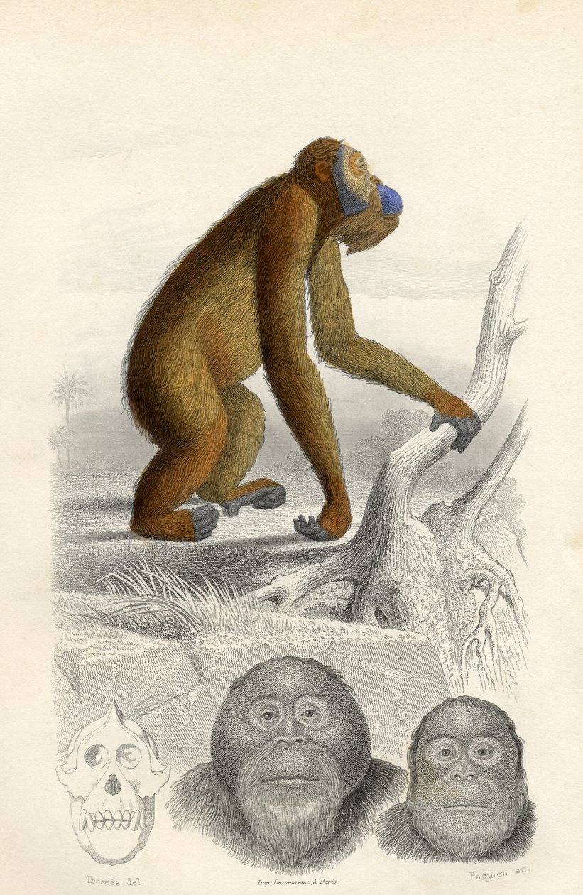 Orangutan, grawerowany przez Paquien autorstwa Edouard Travies