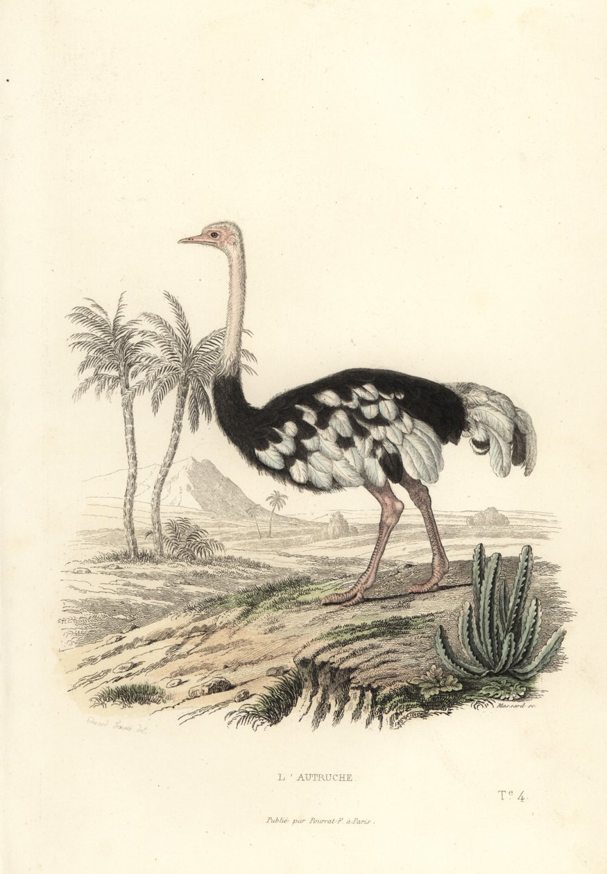 Struś pospolity, Struthio camelus. autorstwa Edouard (after) Travies