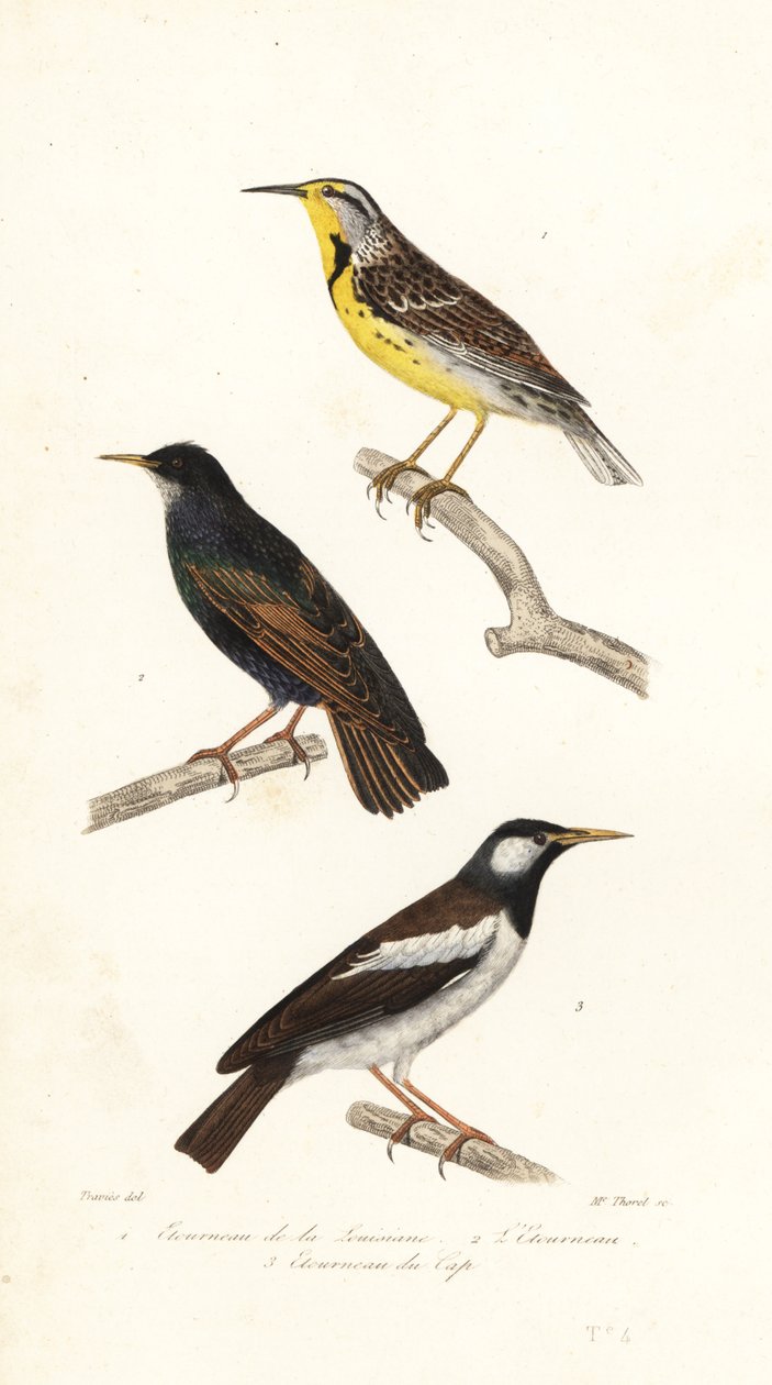 skowronek wschodni, szpak i srokata myna. autorstwa Edouard (after) Travies