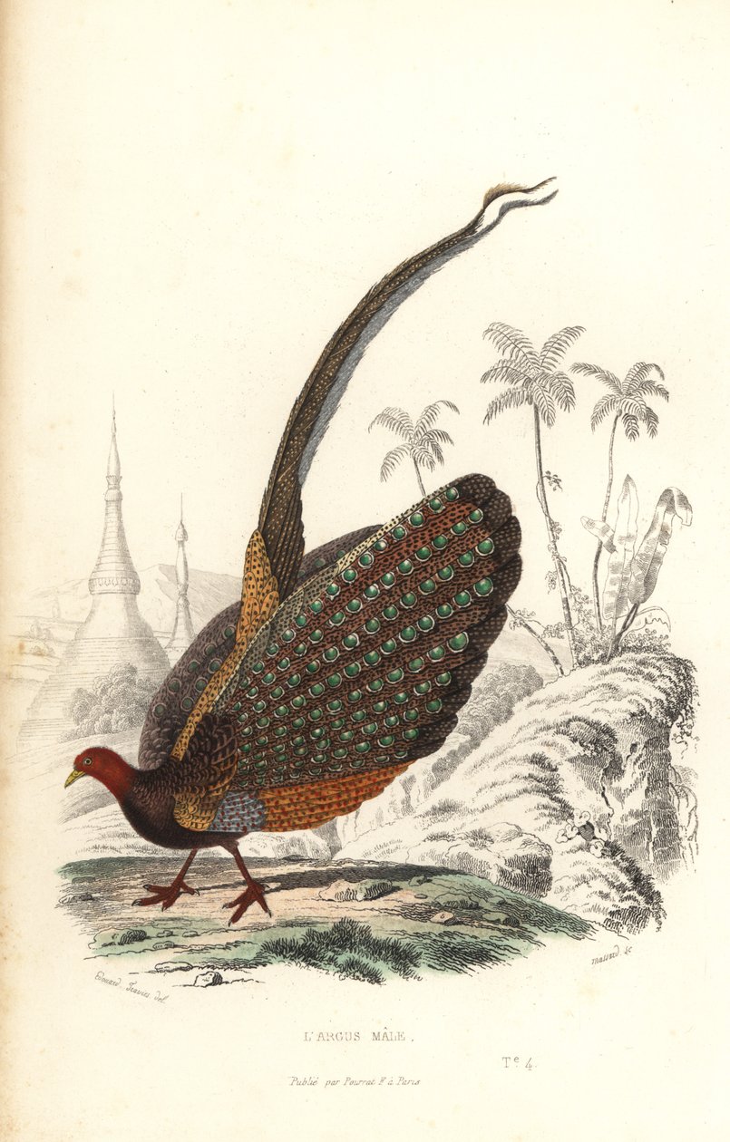 Argus wielki, Argusianus argus, wrażliwy. autorstwa Edouard (after) Travies