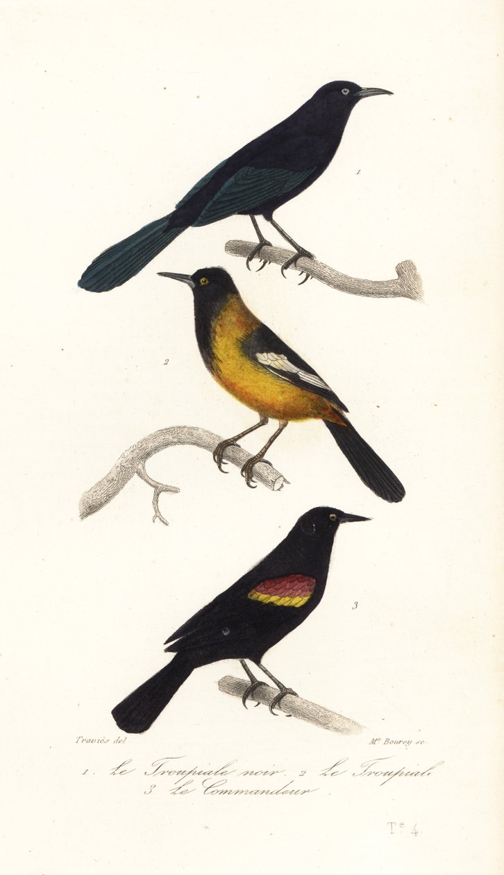 Greater Antillean Grackle, Wilga Audubona i czerwonoskrzydła czerń autorstwa Edouard (after) Travies