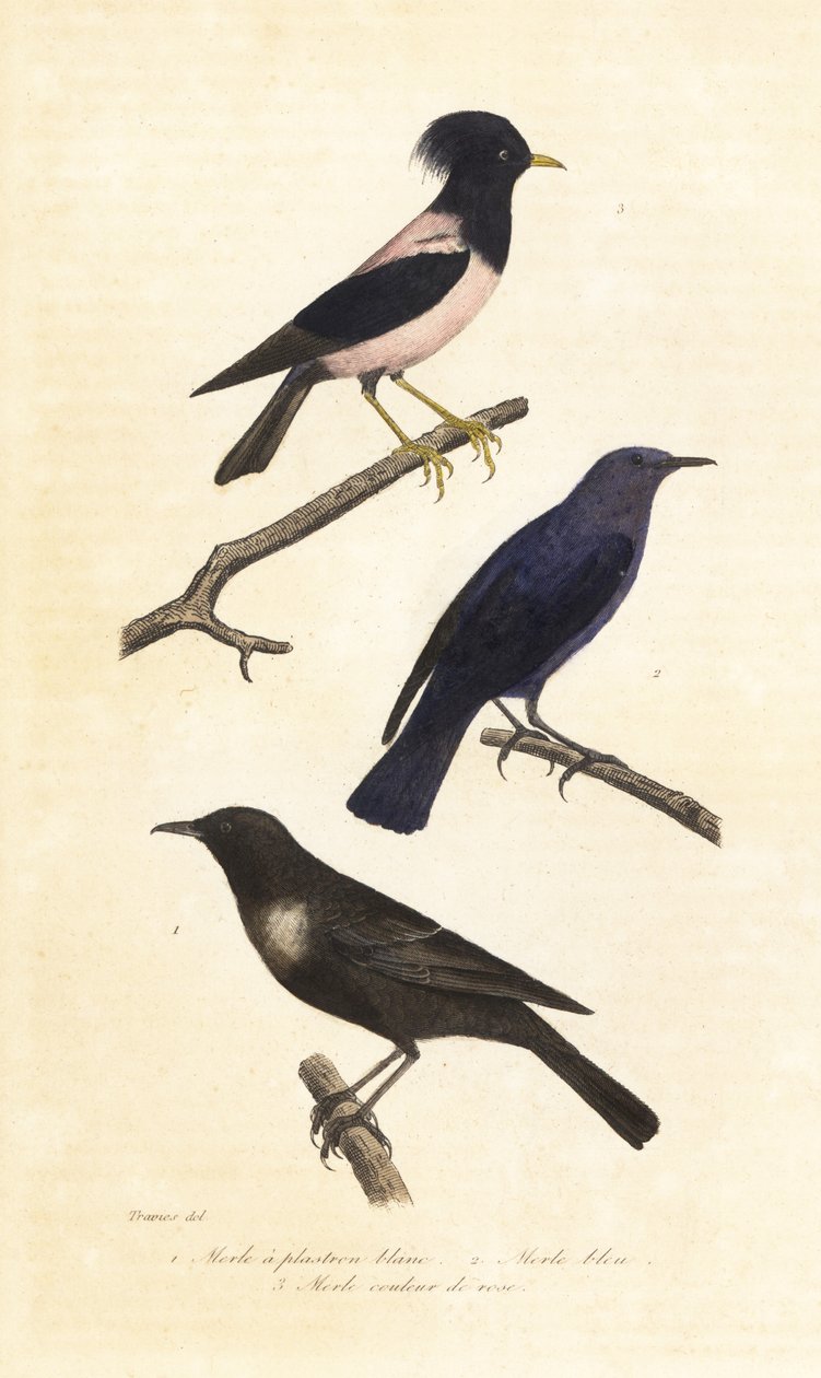 Pierścień ouzel, niebieski drozd skalny i różowy szpak. autorstwa Edouard (after) Travies