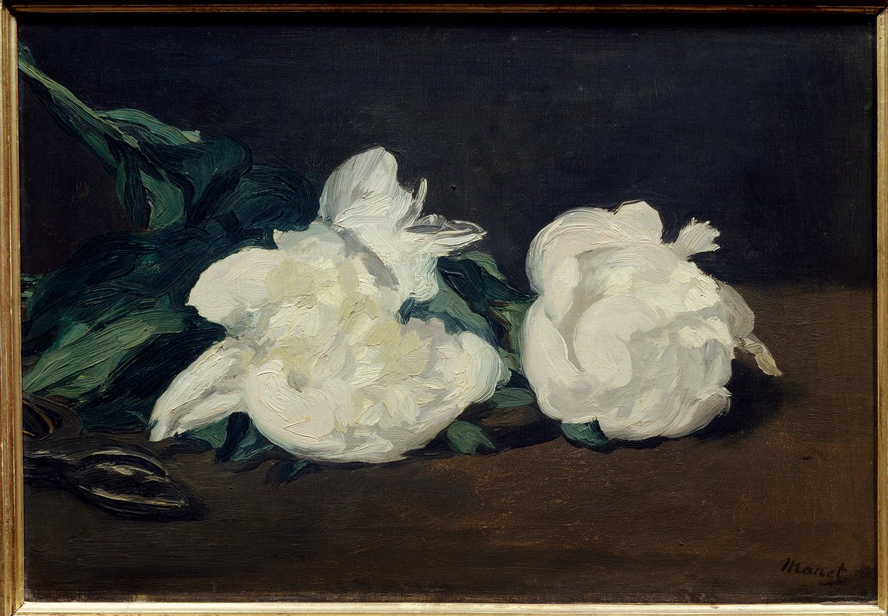 Gałąź białych piwonii i sekatora Obraz Edouarda Maneta (1832-1883) 1864 Wym. 0,31x0,46m. Paryż. Muzeum Orsay autorstwa Édouard Manet