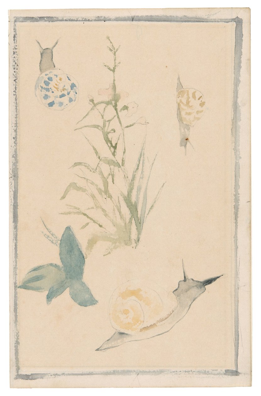 Manet - Szkice ślimaków, kwitnąca roślina, 1864-68 autorstwa Édouard Manet