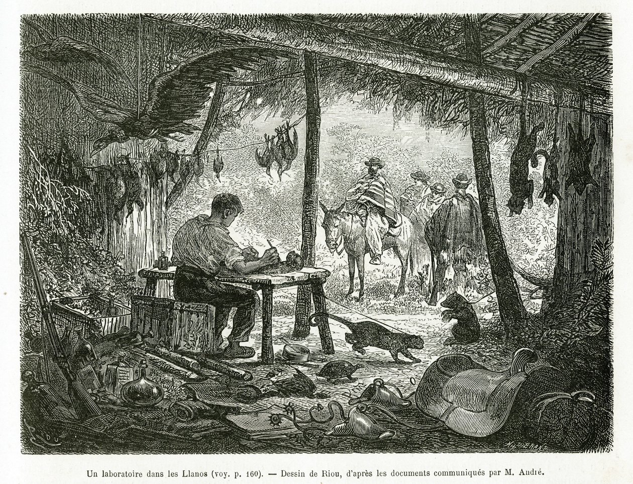 Laboratorium taksydermii w dziewiczym lesie w regionie Llanos (Kolumbia), rysunek Riou, ilustrujący historię Equinoxiale America (Kolumbia, Ekwador, Peru), w latach 1875-1876, autorstwa Ed. Andre, za misję podróżniczą od rządu francuskiego. Engra autorstwa Edouard Riou
