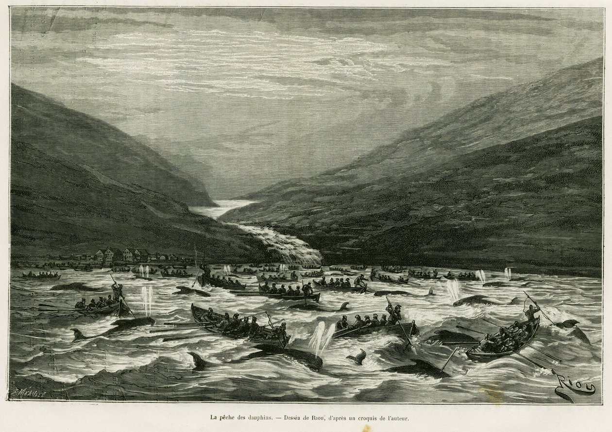 Połów delfinów. Grawerowanie autorstwa Riou ilustrujące historię Miesiąc w archipelagu Faroer (Faroer, Faroe, Dania), H. Labonne, in le tour du monde 1887, reżyseria Edouard Charton (1807-1890), Hachette, Paryż. autorstwa Edouard Riou