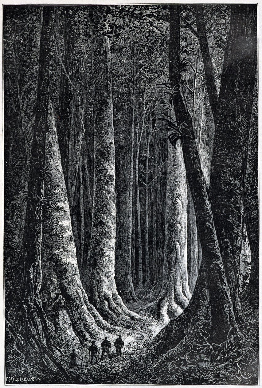 Las Gujany Francuskiej, rys. Riou, „Le Tour du Monde”, sem. 1879. autorstwa Edouard Riou