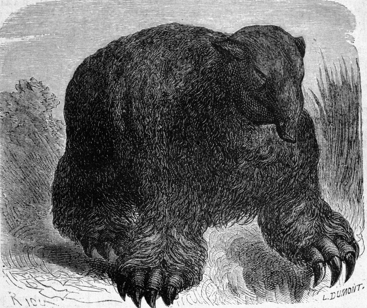 Prehistoria: przedstawienie megatherium (ziemskiego leniwego rodziny słoni). Grawer Edouarda Riou (1833-1900) z końca XIX wieku. autorstwa Edouard Riou