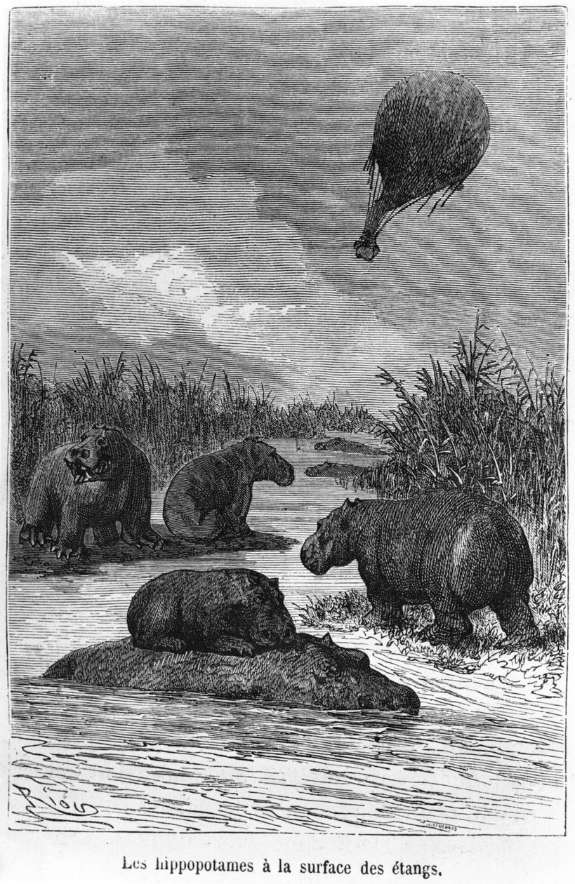 Hipopotam, ilustracja z „Pięć tygodni w balonie” Juliusza Verne