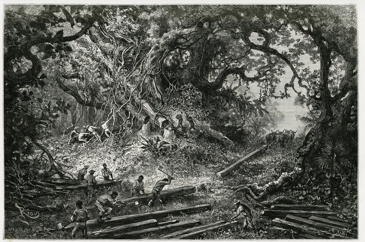 Eksploatacja mahoniu w lasach Andów. Grawerowanie wykonane przez Riou, aby zilustrować historię „Podróż na Jukatan i do krainy Lakandonów”, w 1882 r., autorstwa archeologa i fotografa Desire Charnay (1828-1915). Opublikowano w Tour du monde nou autorstwa Edouard Riou