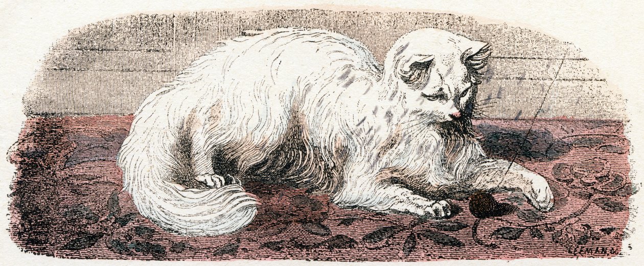 Kot angorski - „Alfabet przedstawia zwierzęta” XIX w. (grawerunek) autorstwa Edouard Travies