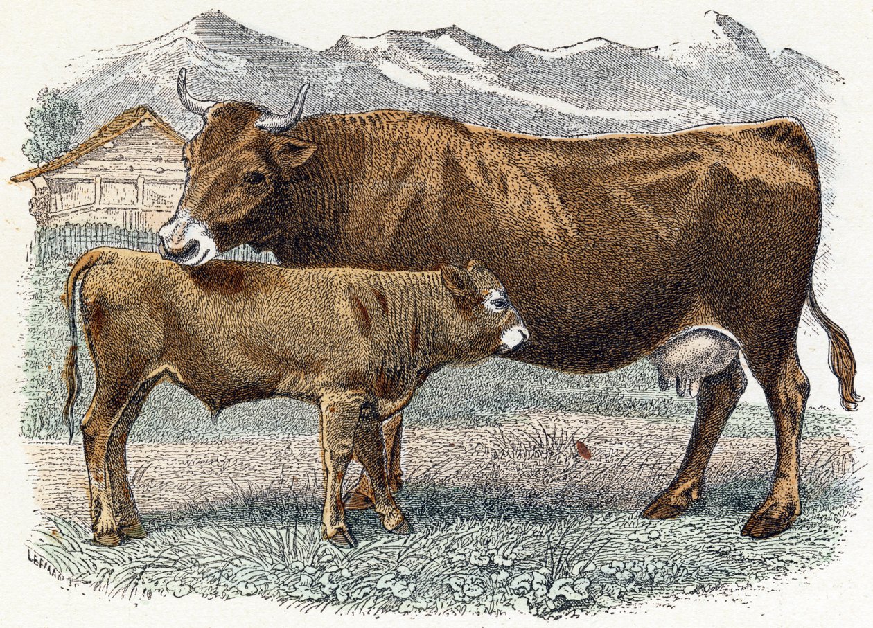 Krowa cielęca - „Alfabet ilustruje zwierzęta” XIX w. (grawerunek) autorstwa Edouard Travies