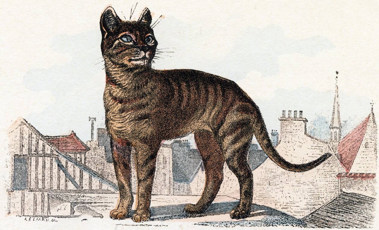 Gato de 