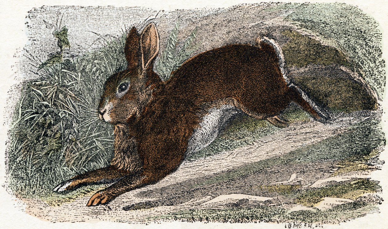Królik Garenne- „Alfabet ilustruje zwierzęta” XIX wiek (grawerunek) autorstwa Edouard Travies
