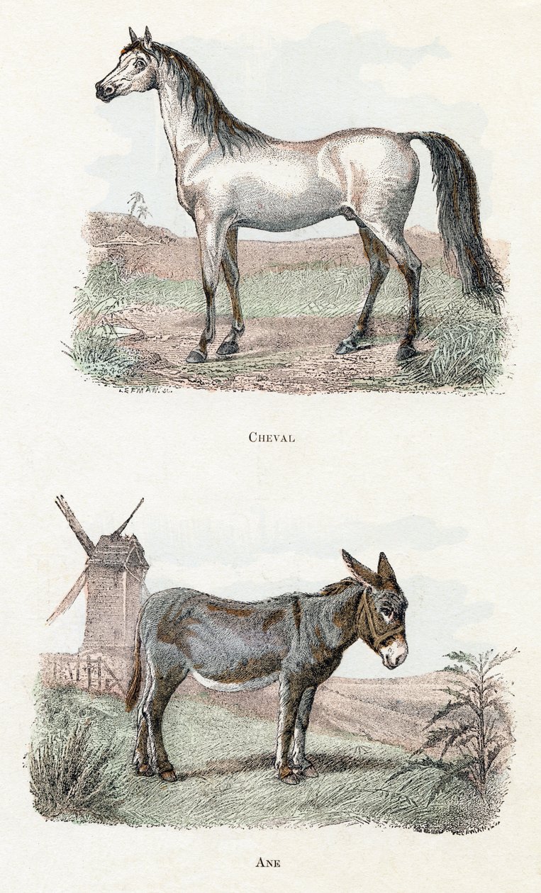 Koń i osioł- „Alfabet ilustruje zwierzęta” XIX wiek (grawerunek) autorstwa Edouard Travies