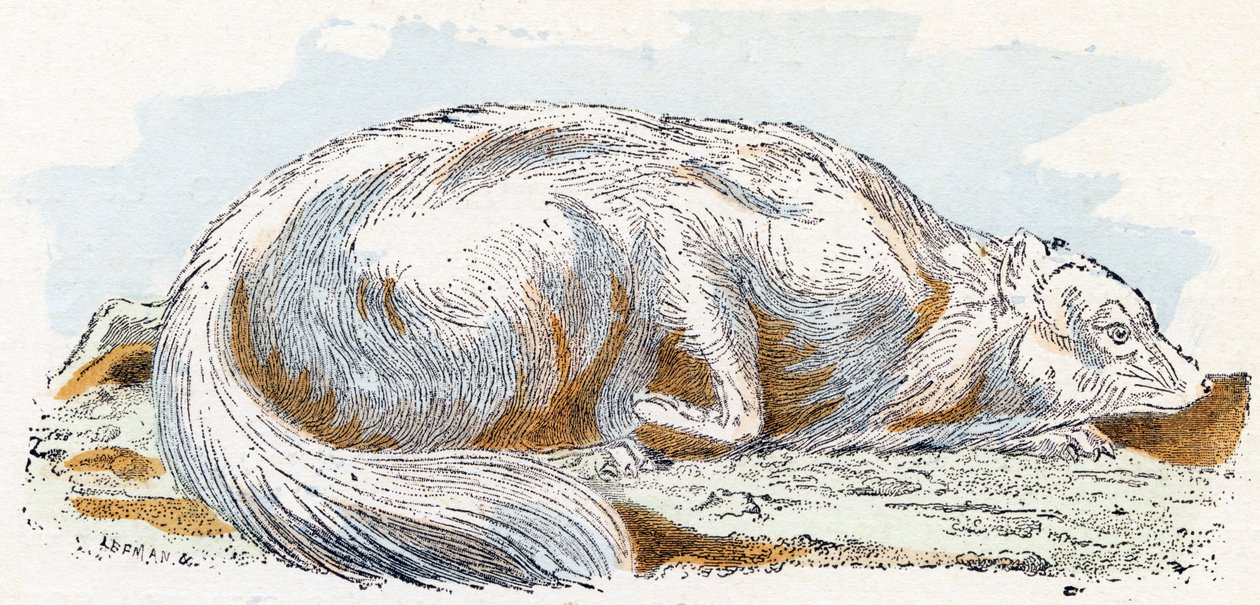 Isatis (lis polarny lub polarny)- „Alfabet ilustruje zwierzęta” XIX wiek (grawerunek) autorstwa Edouard Travies
