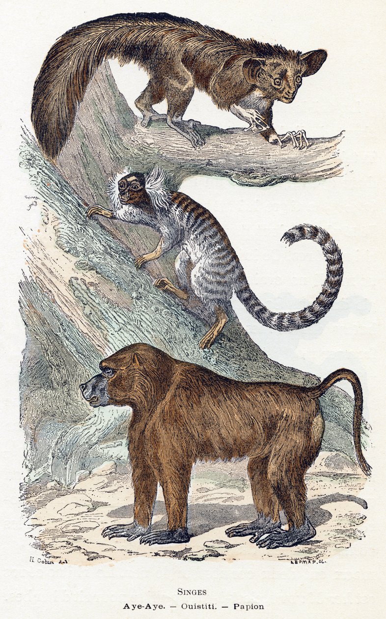 Macacos - “Alfabeto ilustra animais” Século XIX (gravura)polonês autorstwa Edouard Travies