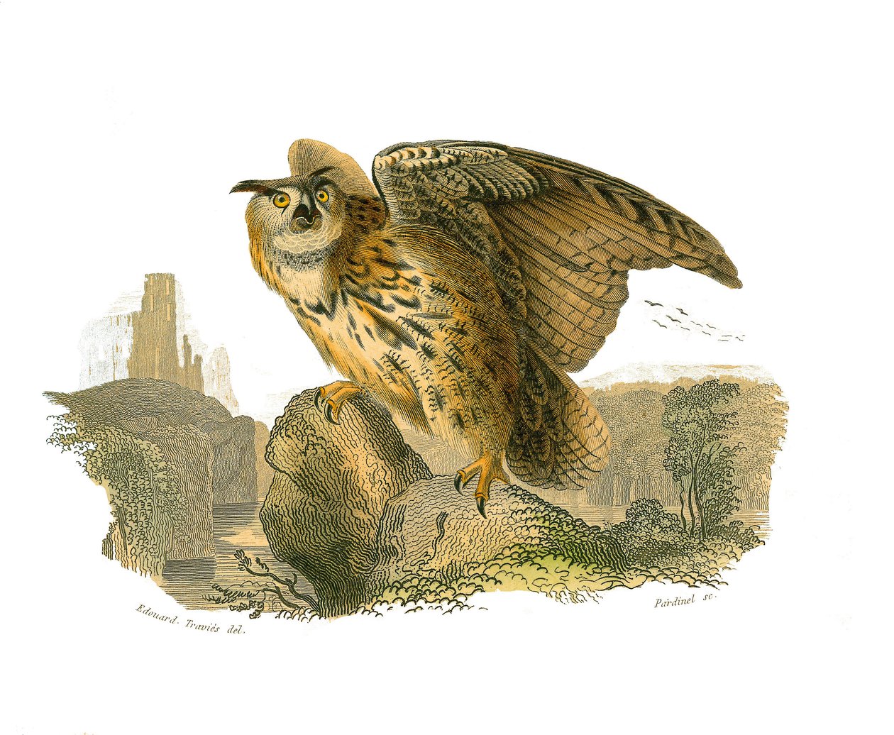 Tablica historii naturalnej: Tablica zoologiczna przedstawiająca ptaki drapieżne w ciągu dnia. Wielki Książę autorstwa Edouard Travies