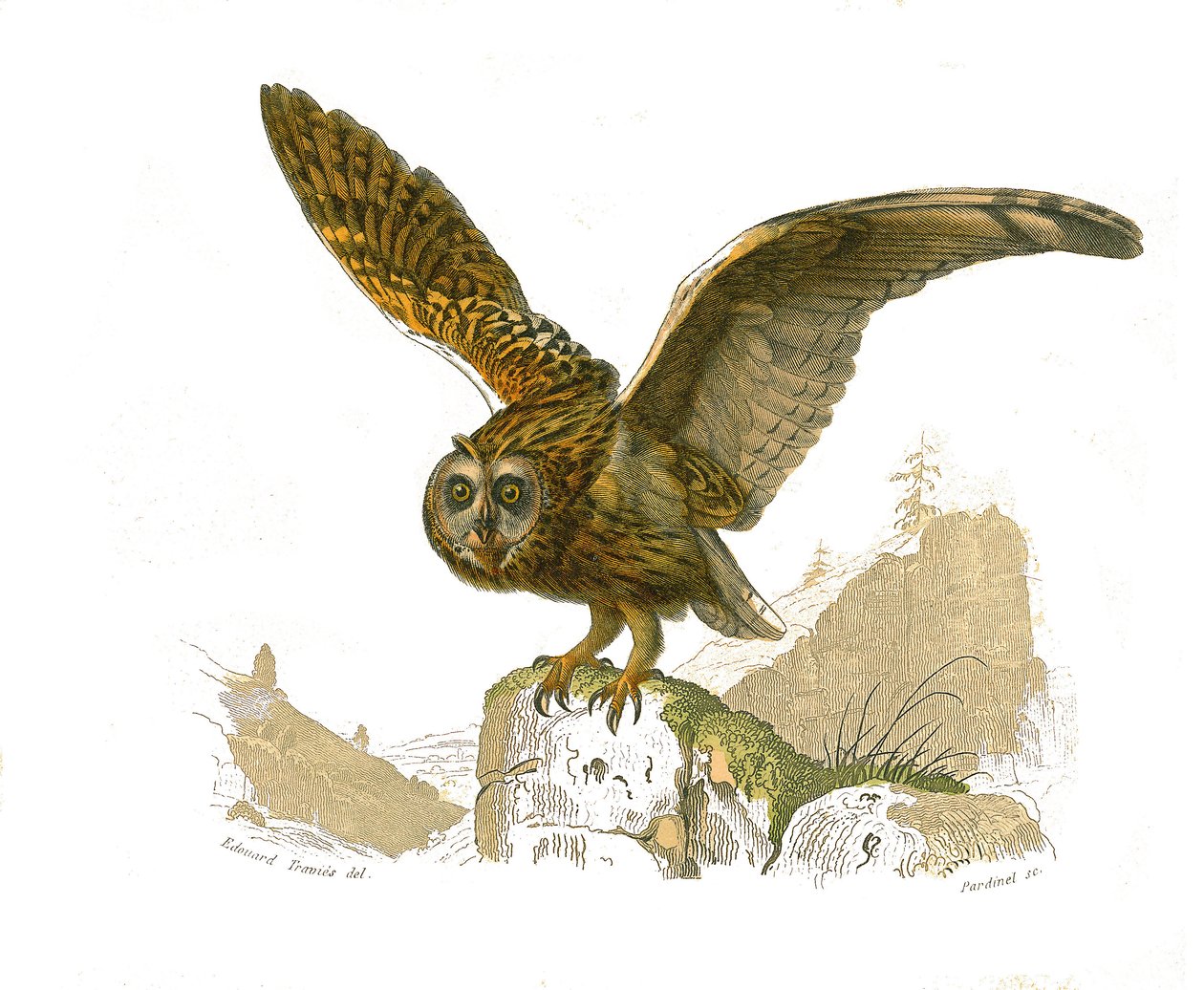 Tablica historii naturalnej: Tablica zoologiczna przedstawiająca ptaki drapieżne w ciągu dnia. Sowa. Tabliczka zaczerpnięta z dziewięciu tomów o ptakach w „Dziełach kompletnych Buffona”” autorstwa przyrodnika Georgesa Louisa Leclerca, hrabiego Buffon (1707 autorstwa Edouard Travies