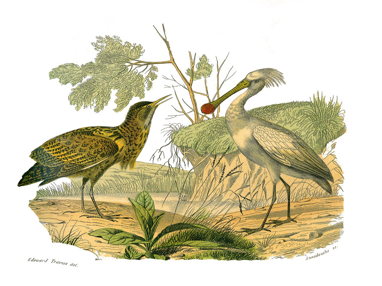 Tablica Historii Naturalnej: Tablica zoologiczna przedstawiająca ptaki wodne i cultrirostres (z dużymi, długimi i mocnymi dziobami): butor i szpatułkę. Talerz narysowany z dziewięciu tomów o ptakach w „Dzieła pełne Buffona”” autorstwa przyrodnika Georgesa  autorstwa Edouard Travies