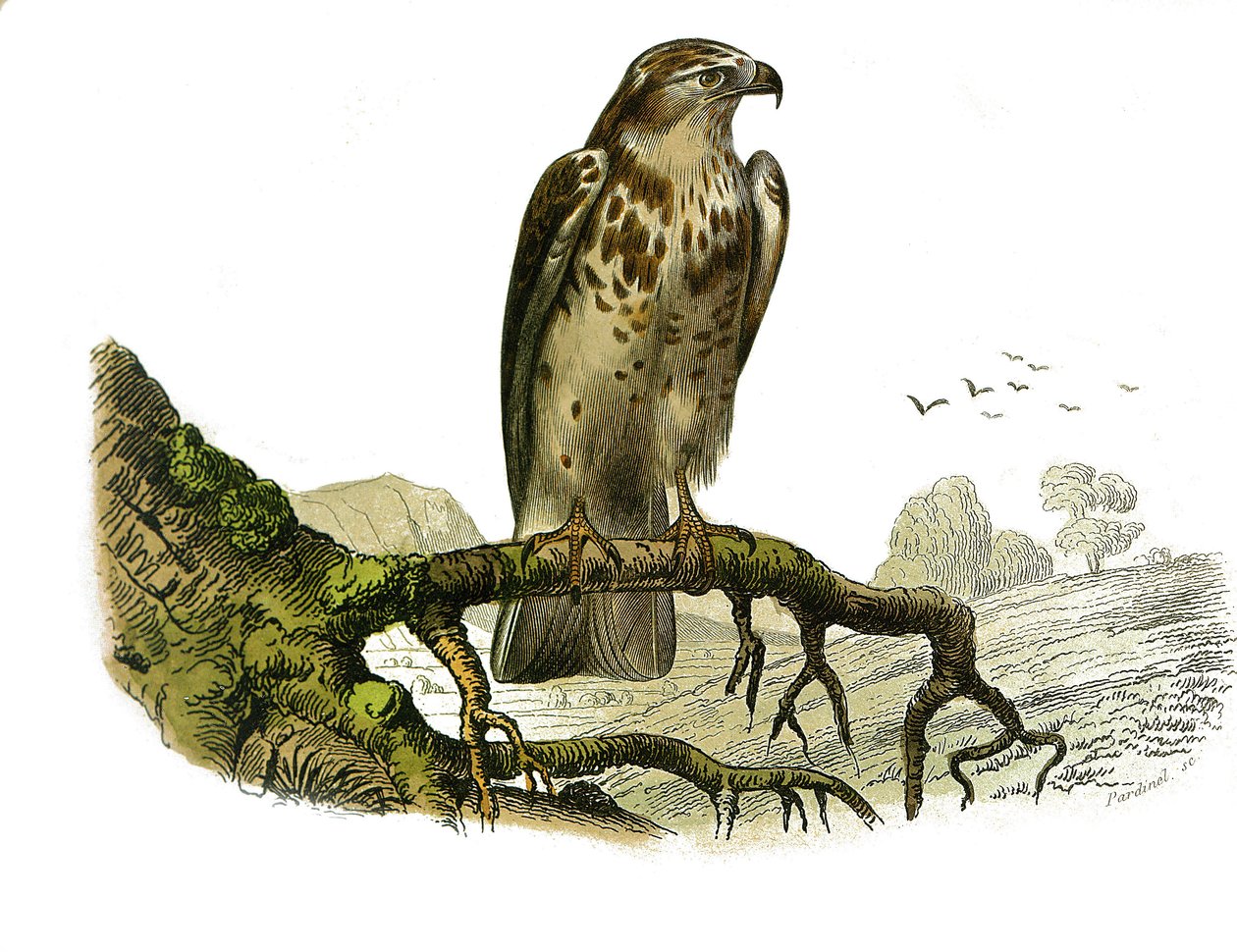 Tablica Historii Naturalnej: Tablica zoologiczna przedstawiająca ptaki drapieżne w nocy. Jean le Blanc (Jean-Le-Blanc). Talerz narysowany z dziewięciu tomów o ptakach w „Dzieła kompletne Buffona”” autorstwa przyrodnika Georgesa Louisa Leclerca, hrabiego Bu autorstwa Edouard Travies