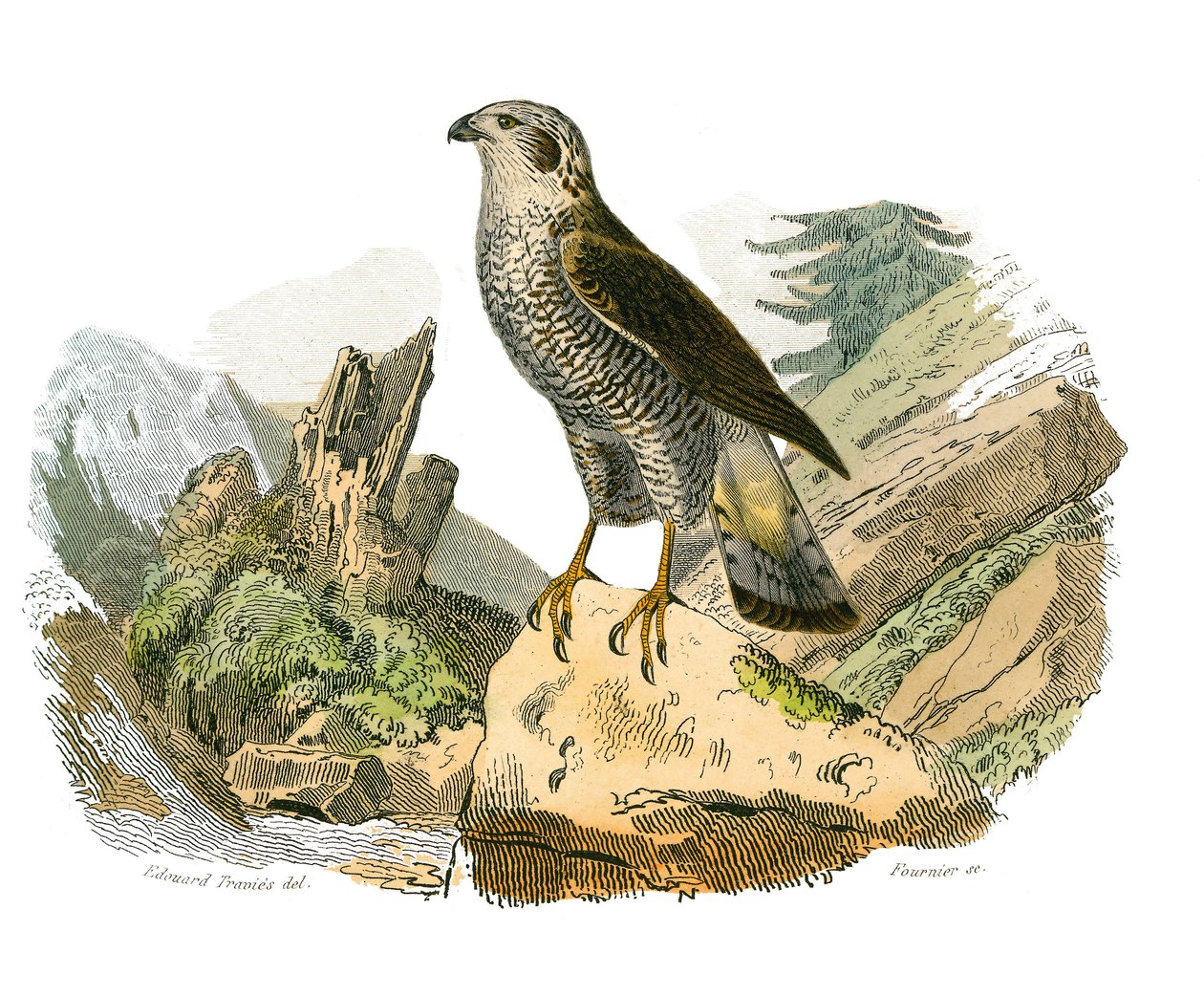 Tablica Historii Naturalnej: Tablica zoologiczna przedstawiająca ptaki drapieżne w nocy. Wokół. Talerz narysowany z dziewięciu tomów o ptakach w „Dzieła kompletne Buffona”” napisany przez przyrodnika Georgesa Louisa Leclerca, hrabiego Buffona autorstwa Edouard Travies