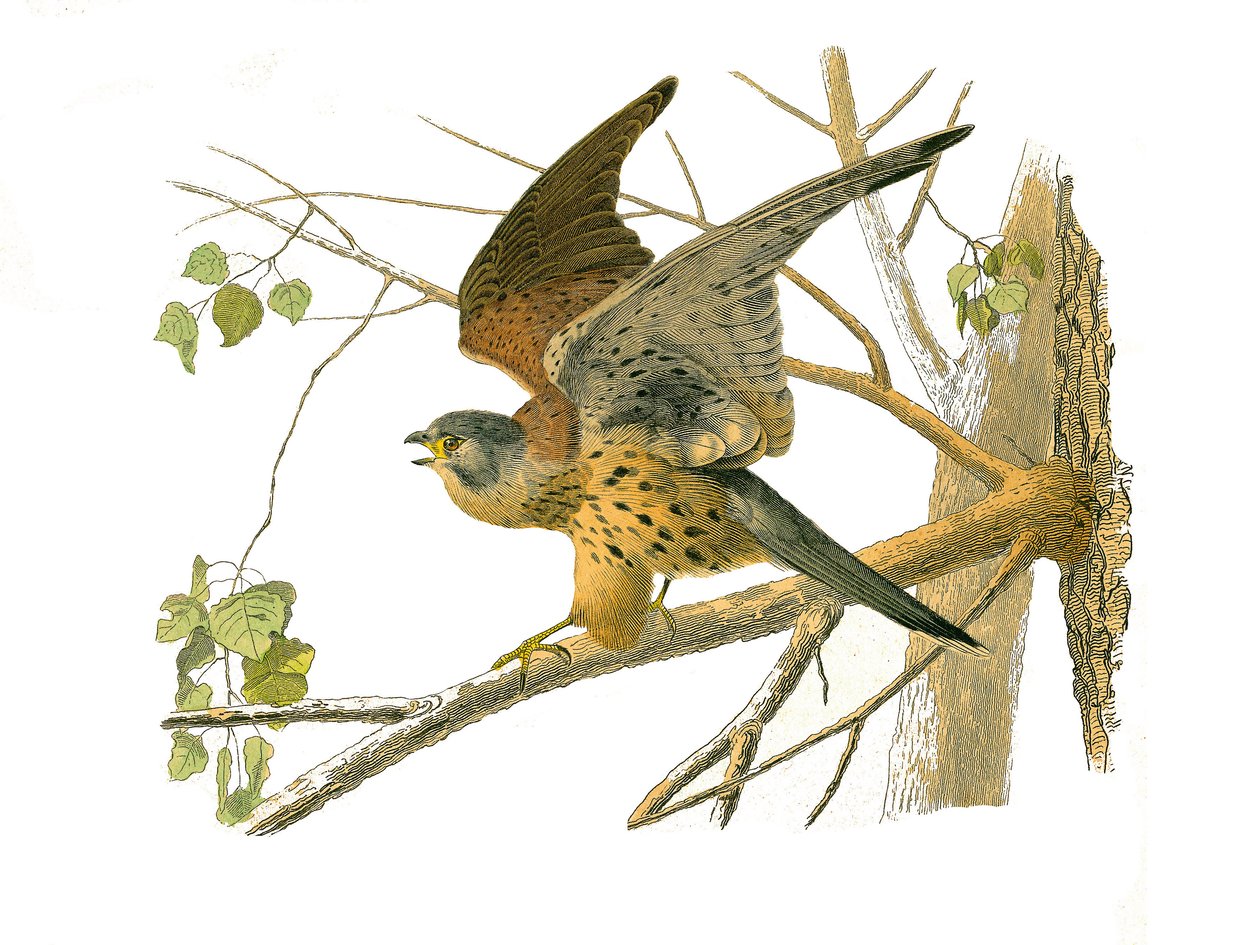 Tablica Historii Naturalnej: Tablica zoologiczna przedstawiająca ptaki drapieżne w nocy. Rzeżucha. Tabliczka narysowana z dziewięciu tomów o ptakach w „Dzieła kompletne Buffona”” napisanej przez przyrodnika Georgesa Louisa Leclerca, hrabiego Buffon (1707-1 autorstwa Edouard Travies