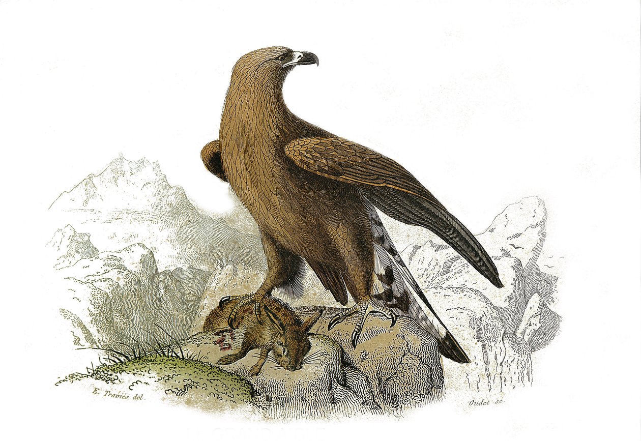 Tablica Historii Naturalnej: Tablica zoologiczna przedstawiająca ptaki drapieżne w nocy. Wielki orzeł. Talerz narysowany z dziewięciu tomów o ptakach w „Dzieła kompletne Buffona”” napisany przez przyrodnika Georgesa Louisa Leclerca, hrabiego Buffon (1707-1 autorstwa Edouard Travies