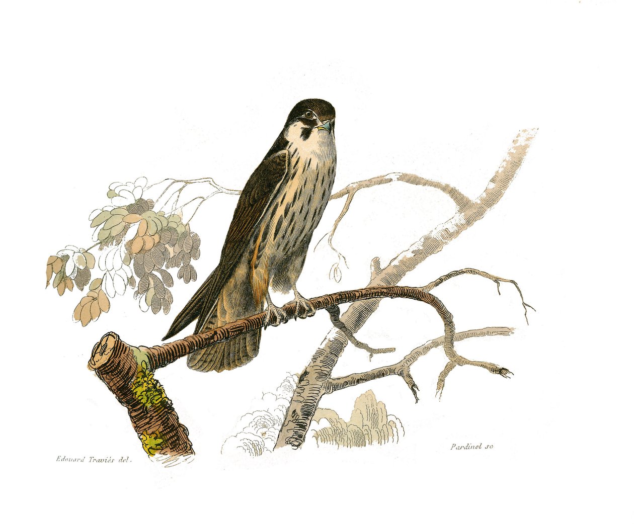 Tablica Historii Naturalnej: Tablica zoologiczna przedstawiająca ptaki drapieżne w nocy. Hokereau. Talerz narysowany z dziewięciu tomów o ptakach w „Dzieła kompletne Buffona”” napisany przez przyrodnika Georgesa Louisa Leclerca, hrabiego Buffona autorstwa Edouard Travies