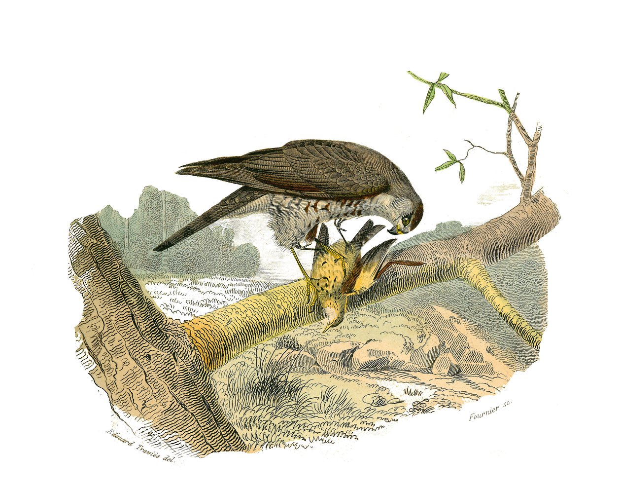 Tablica Historii Naturalnej: Tablica zoologiczna przedstawiająca ptaki drapieżne w nocy. Jastrząb. Talerz narysowany z dziewięciu tomów o ptakach w „Dziełach kompletnych Buffona”” napisanym przez przyrodnika Georgesa Louisa Leclerca, hrabiego Buffon (1707- autorstwa Edouard Travies
