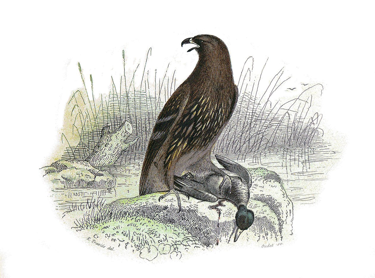 Tablica Historii Naturalnej: Tablica zoologiczna przedstawiająca ptaki drapieżne w nocy. Mały orzeł. Tabliczka narysowana z dziewięciu tomów o ptakach w „Dzieła kompletne Buffona”” napisanej przez przyrodnika Georgesa Louisa Leclerca, hrabiego Buffon (1707 autorstwa Edouard Travies