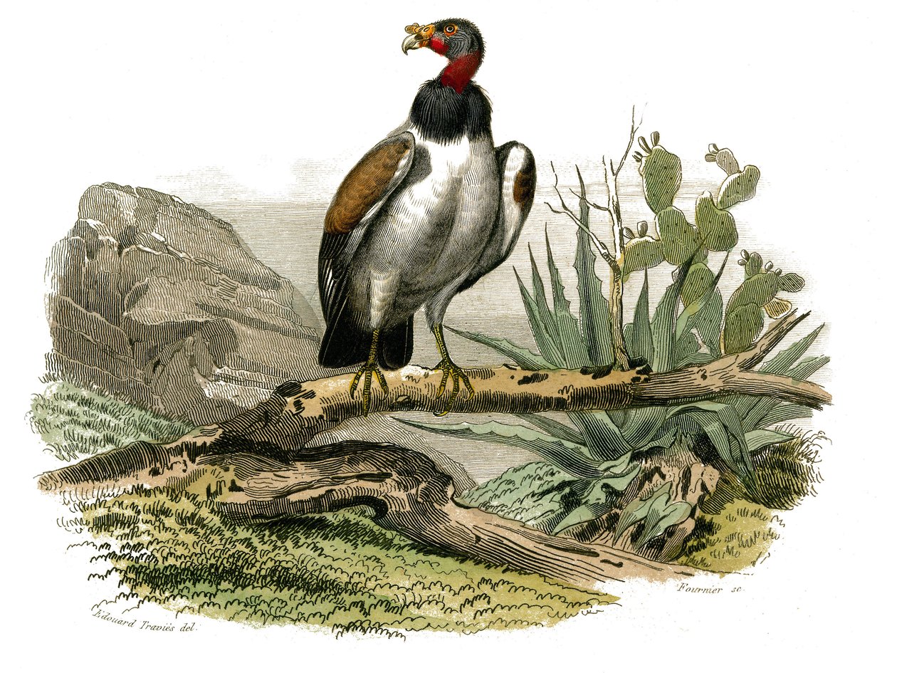 Tablica Historii Naturalnej: Tablica zoologiczna przedstawiająca ptaki drapieżne w nocy. Mały sęp. Tablica narysowana z dziewięciu tomów o ptakach w „Dzieła kompletne Buffona”” napisanej przez przyrodnika Georgesa Louisa Leclerca, hrabiego Buffon (1707-178 autorstwa Edouard Travies