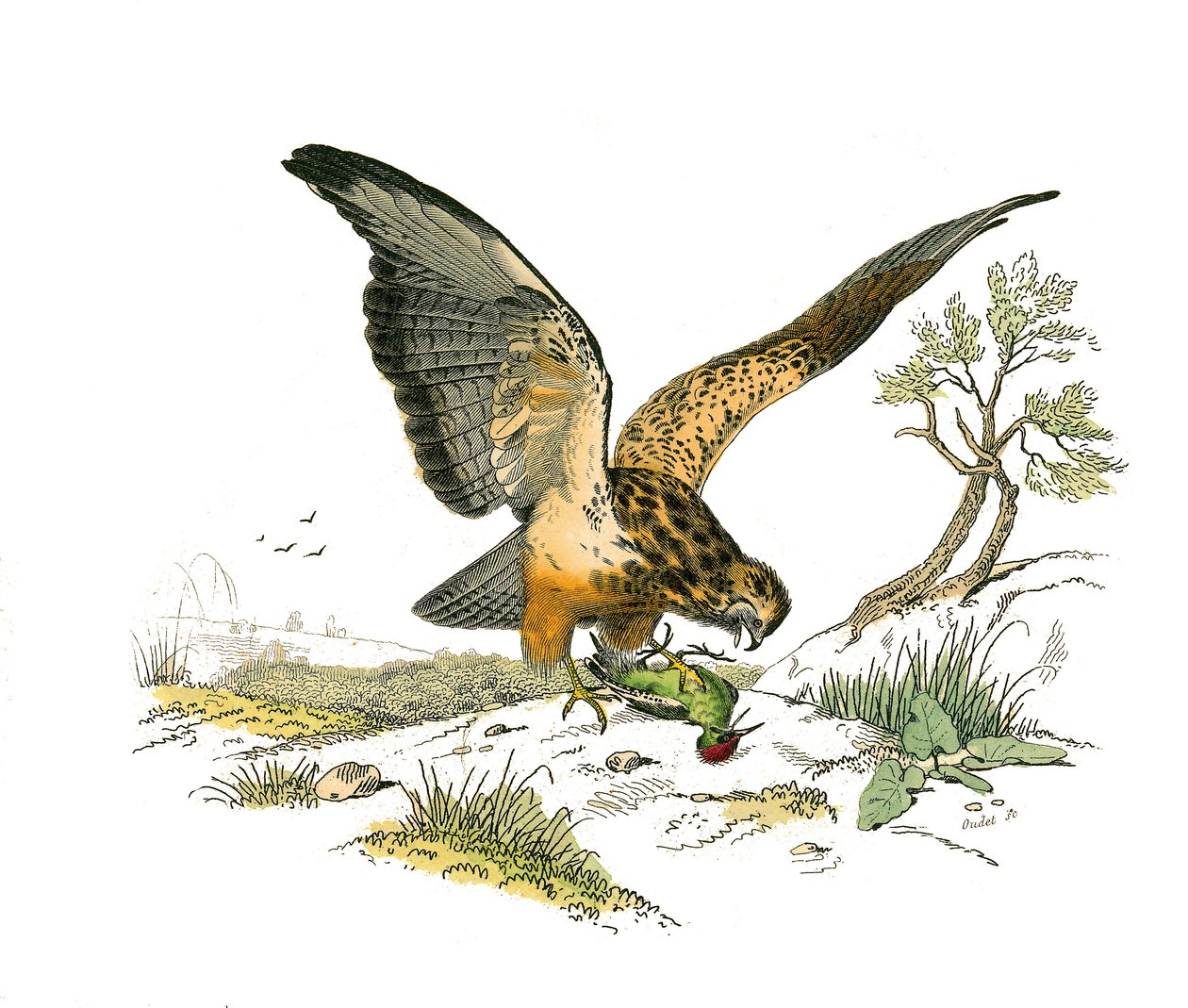Tablica Historii Naturalnej: Tablica zoologiczna przedstawiająca ptaki drapieżne w nocy. Dysza. Talerz narysowany z dziewięciu tomów o ptakach w „Dzieła kompletne Buffona”” napisany przez przyrodnika Georgesa Louisa Leclerca, hrabiego Buffon (1707-1788) mi autorstwa Edouard Travies