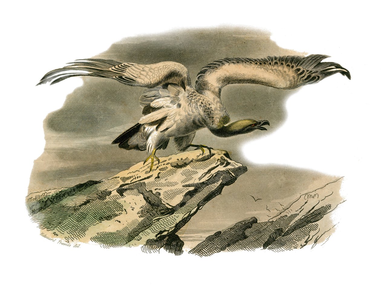 Tablica Historii Naturalnej: Tablica zoologiczna przedstawiająca ptaki drapieżne w nocy. Percnopter. Talerz narysowany z dziewięciu tomów o ptakach w „Dzieła kompletne Buffona”” napisany przez przyrodnika Georgesa Louisa Leclerca, hrabiego Buffon (1707-178 autorstwa Edouard Travies