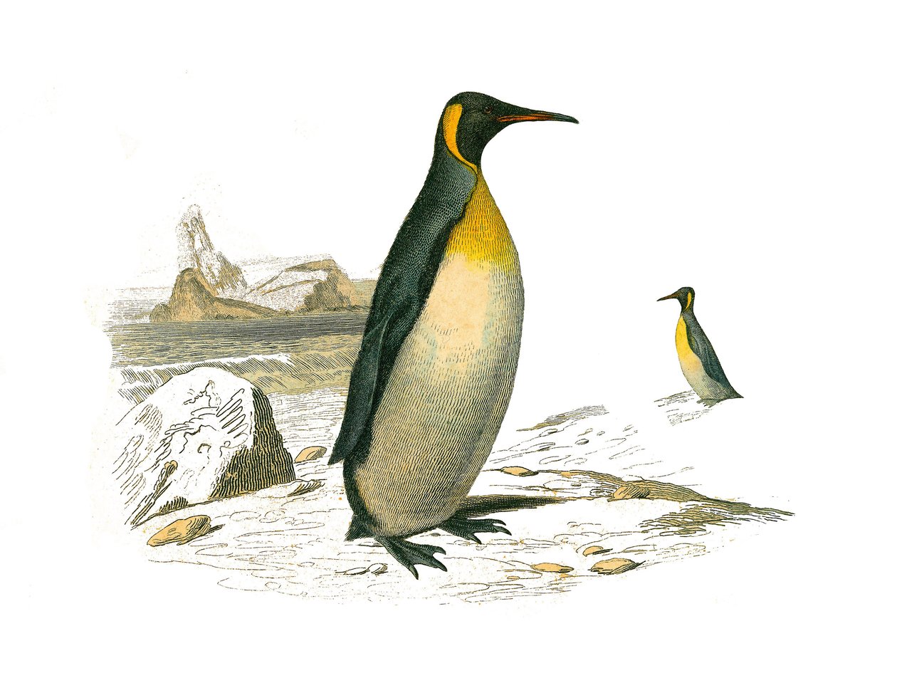 Tablica Historii Naturalnej: Tablica zoologiczna przedstawiająca palmy brachyptere (ptaki nurkujące). Duży. Tablica zaczerpnięta z dziewięciu tomów o ptakach w „Dzieła pełne Buffona”” autorstwa przyrodnika Georgesa Louisa Leclerca, hrabiego Buffon (1707-17 autorstwa Edouard Travies