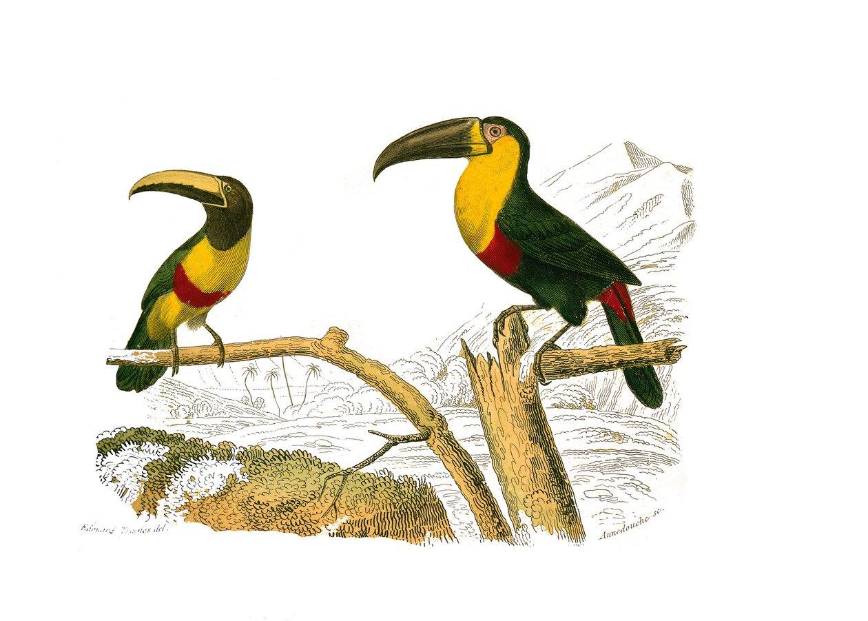 Tablica Historii Naturalnej: Tablica zoologiczna przedstawiająca wspinaczy. Grigri aracari i tukan żółtogardły. Talerz narysowany z dziewięciu tomów o ptakach w „Dzieła pełne Buffona”” autorstwa przyrodnika Georgesa Louisa Leclerca, hrabiego Buffona (170 autorstwa Edouard Travies
