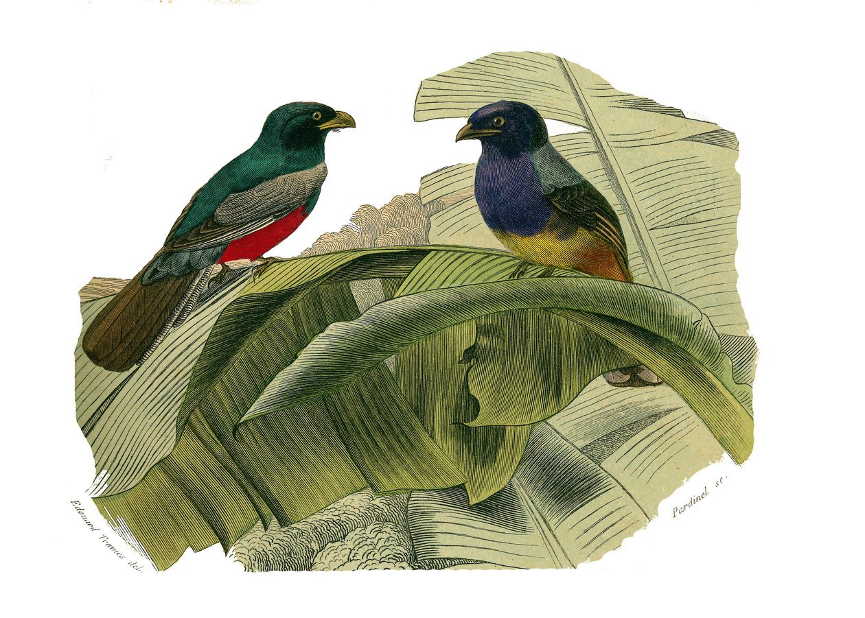 Tablica Historii Naturalnej: Tablica zoologiczna przedstawiająca wspinaczy. Czerwony brzuch i żółty brzuch. Talerz narysowany z dziewięciu tomów o ptakach w „Dziełach kompletnych Buffona”” napisanym przez przyrodnika Georgesa Louisa Leclerca, hrabiego Buff autorstwa Edouard Travies