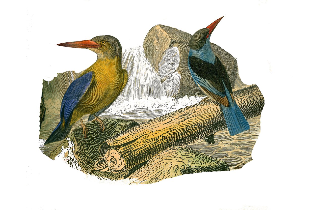 Tablica Historii Naturalnej: Tablica zoologiczna przedstawiająca syndaktylowe wróblowe (mające dwa lub więcej palców sodowych razem). Zimorodek wielkodzioby i siwy. Talerz narysowany z dziewięciu tomów o ptakach w „Dzieła pełne Buffona”” autorstwa przyrodn autorstwa Edouard Travies