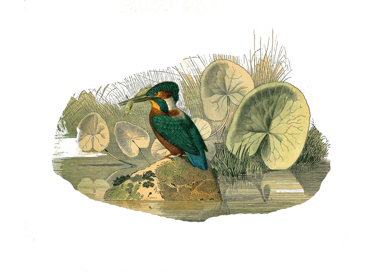 Tablica Historii Naturalnej: Tablica zoologiczna przedstawiająca syndaktylowe wróblowe (mające dwa lub więcej palców sodowych razem). Zimorodek. Talerz narysowany z dziewięciu tomów o ptakach w „Dziełach kompletnych Buffona”” autorstwa przyrodnika Georgesa autorstwa Edouard Travies