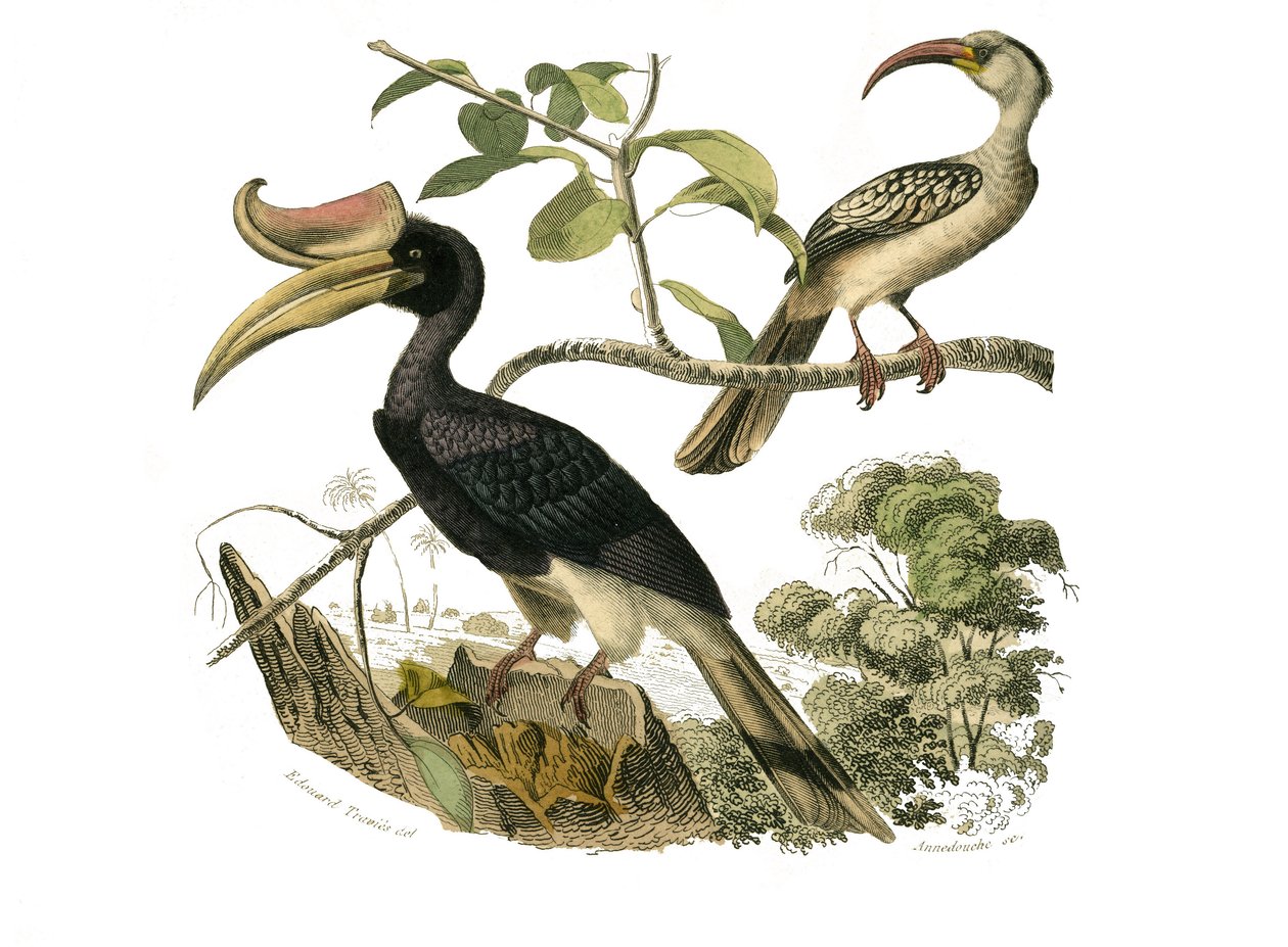 Tablica Historii Naturalnej: Tablica zoologiczna przedstawiająca syndaktylowe wróblowe autorstwa Edouard Travies