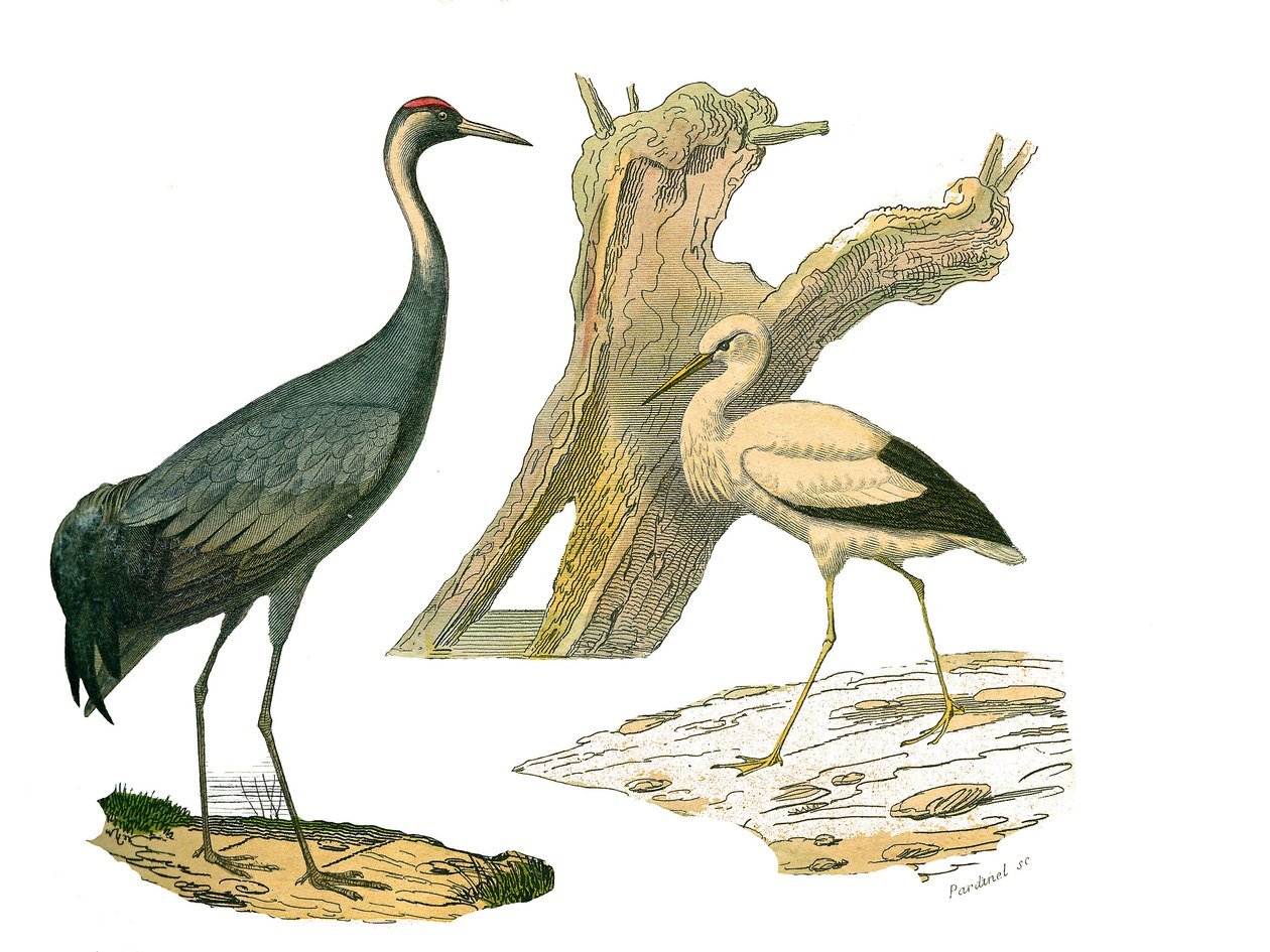 Tablica Historii Naturalnej: Tablica zoologiczna przedstawiająca ptaki wodne i cultrirostres (z dużymi, długimi i mocnymi dziobami): żurawia i bociana. Talerz narysowany z dziewięciu tomów o ptakach w „Dziełach kompletnych Buffona”” autorstwa przyrodnika G autorstwa Edouard Travies