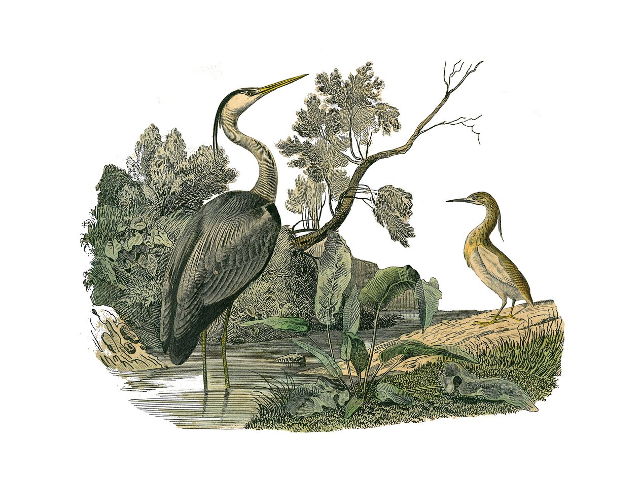 Tablica Historii Naturalnej: Tablica zoologiczna przedstawiająca ptaki wodne i różnokształtne brodzące (z dużymi, długimi i mocnymi dziobami): czapla i krab. Talerz narysowany z dziewięciu tomów o ptakach w „Dzieła pełne Buffona”” autorstwa przyrodnika Geo autorstwa Edouard Travies