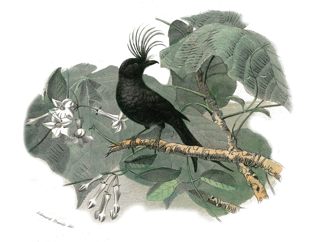 Tablica historii naturalnej: Tablica zoologiczna przedstawiająca wróblowe zęby zębowe (z echancre). Drongo. Talerz narysowany z dziewięciu tomów o ptakach w „Dzieła pełne Buffona”” autorstwa przyrodnika Georgesa Louisa Leclerca, hrabiego Buffon (1707-1788) autorstwa Edouard Travies
