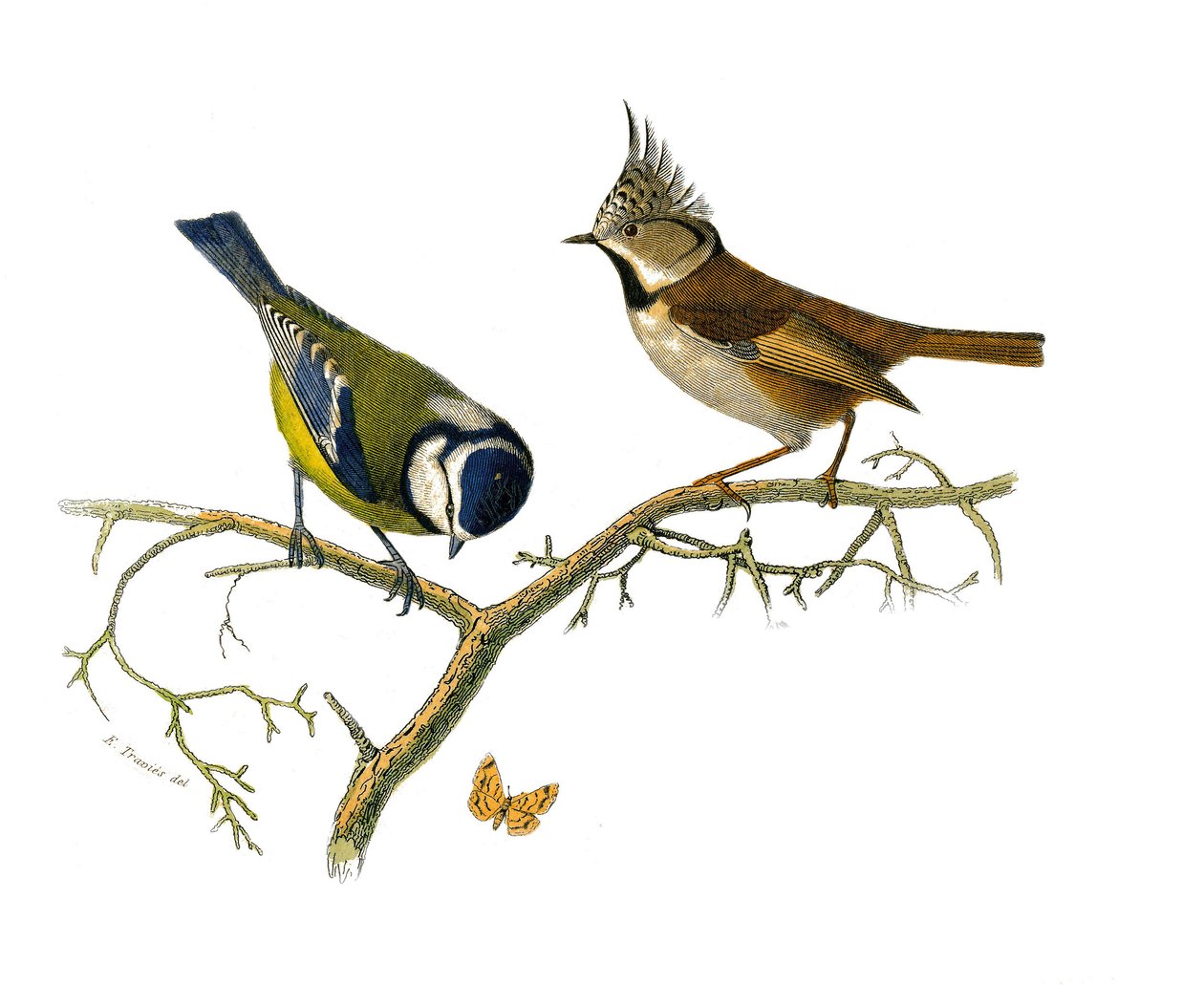Tablica historii naturalnej: Tablica zoologiczna przedstawiająca wróblowe zęby zębowe (z echancre). Mesange niebieski i mesange huppee. Talerz narysowany z dziewięciu tomów o ptakach w „Dzieła pełne Buffona”” autorstwa przyrodnika Georgesa Louisa Leclerca autorstwa Edouard Travies