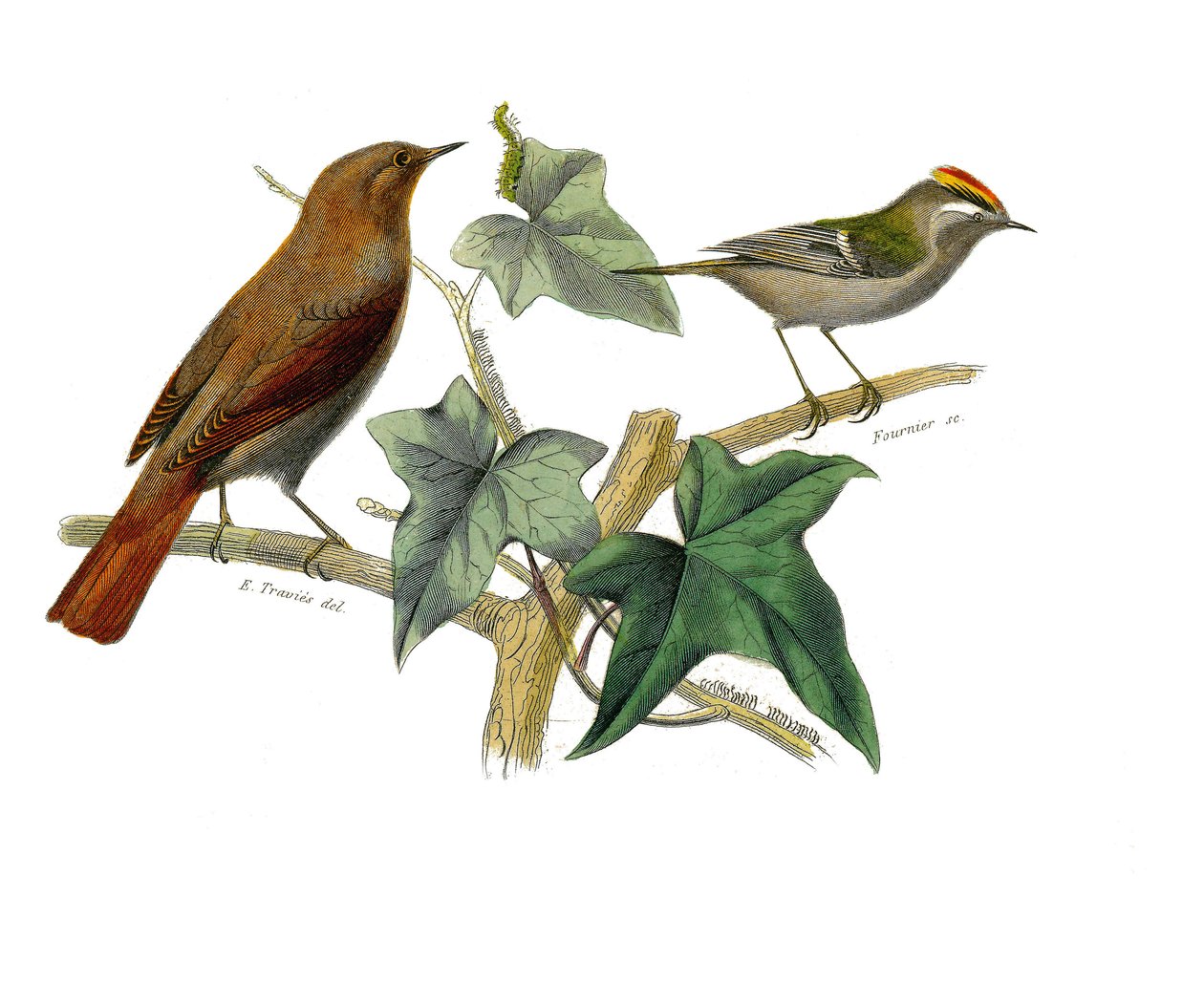 Tablica historii naturalnej: Tablica zoologiczna przedstawiająca wróblowe zęby zębowe (z echancre). Słowik i król. Talerz narysowany z dziewięciu tomów o ptakach w „Dzieła pełne Buffona”” napisanym przez przyrodnika Georgesa Louisa Leclerca, hrabiego autorstwa Edouard Travies