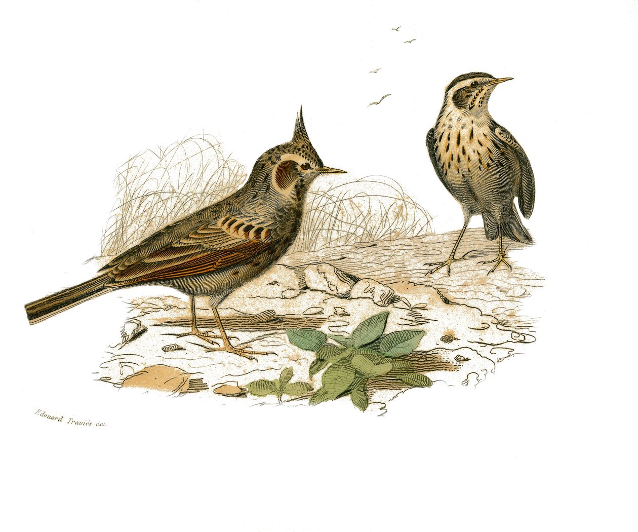 Tablica historii naturalnej: Tablica zoologiczna przedstawiająca wróblowe zęby zębowe (z echancre). Cochevis i skowronek błotny. Talerz narysowany z dziewięciu tomów o ptakach w „Dzieła pełne Buffona”” autorstwa przyrodnika Georgesa Louisa Leclerca, hrabie autorstwa Edouard Travies