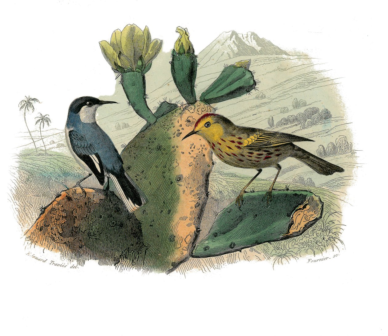 Tabliczka historii naturalnej: Tablica zoologiczna przedstawiająca wróblowe zęby zębowe autorstwa Edouard Travies